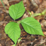 leaflets_three_poison_ivy